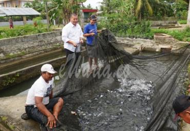Kepala Dinas Kelautan dan Perikanan Bengkulu Selatan (Novianto, M. Si) mengunjungi salah satu pembudidaya ikan patin