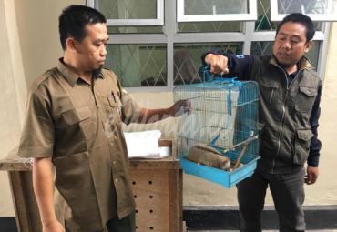 Kukang terluka dalam perawatan BKSDA Rejang Lebong