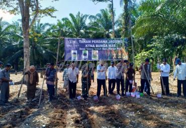 Sesda Bengkulu Selatan menanam jagung perdana dan panen padi