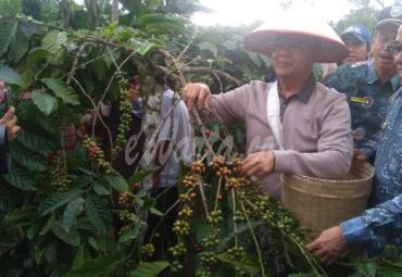 Gubernur panen kopi bersama kelompok tani di Kepahiang