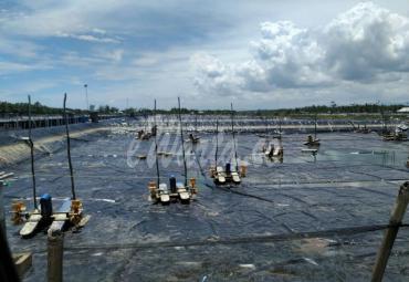 Perusahaan tambak udang di desa Genting Juar Kecamatan SAM, masih terus beroperasi meski belum memiliki izin lengkap