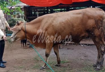 PDAM Kota Bengkulu bagikan 30 ekor sapi kurban