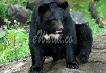 Beruang madu hebohkan dan teror warga Suka Datang, Foto: Wikipedia