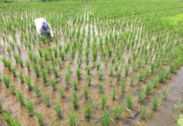 Salah satu sawah miliki petani di Curup, Bengkulu