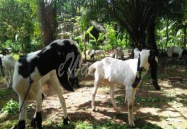 Jenis kambing jawa diharapkan bisa membantu kelompok tani dalam meningkatkan kesejahteraan petani