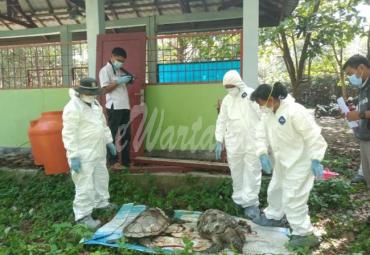 Tim dokter hewan saat mengevakuasi empat bangkai Penyu di seputaran PLTU Teluk Sepang, Rabu (4/12).