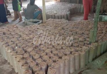 Usaha produksi bibit jamur tiram di Lampung Timur.