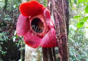 Bunga Rafflesia mekar di pohon, viral diperbincangkan warganet.