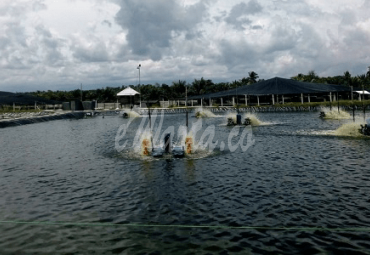 Tambak Udang, PT Maju Tambak Subur (MTS) di Kecamatan Semidang Alas Maras (SAM) Kabupaten Seluma.