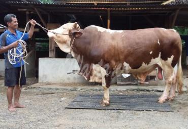 Sapi Presiden