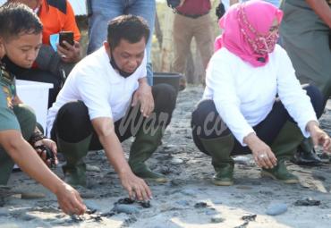 Pelepasan tukik