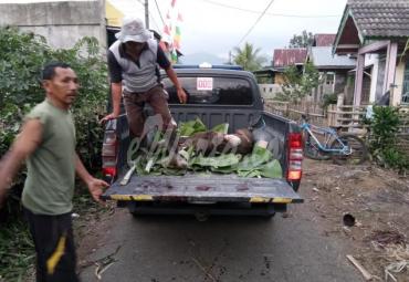 Babi hutan diangkut ke truck