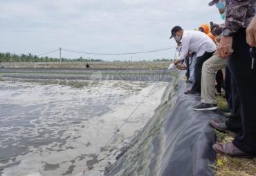 Gubernur Bengkulu Rohidin Mersyah saat panen udang di tambak PT. Dua Putra Perkasa di desa Linau Kecamatan Maje Kabupaten Kaur, Selasa (22/09/2020).