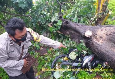 Sepeda motor korban yang masih terjepit di bawah pohon