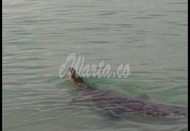 Screen Capture video hoax buaya