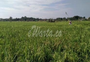 Puluhan Hektare Padi di Talang Semut Seluma Gagal Panen