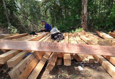 FKGI Desak Penegak Hukum Ungkap Pembalakan Terstruktur Habitat Gajah di Bengkulu