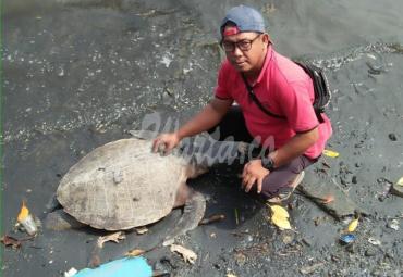 Warga Kembali Temukan Penyu Mati di Area TLB