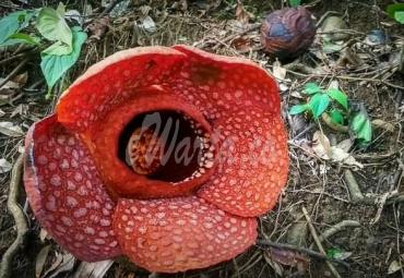 Rafflesia Kemumuensis Mekar Sempurna di Palak Siring