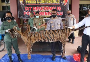 Polisi Ungkap Perdagangan Kulit dan Organ Tubuh Harimau Sumatra di Bengkulu Tengah