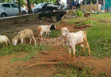 Jelang Idhul Adha, Disnakeswan Provinsi Cek Kesehatan Hewan Kurban